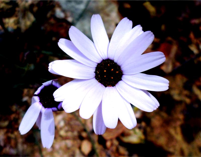 Die nah verwandten nordafrikanischen Margeriten (Rhodanthemum) bildeten zwar ebenfalls viele Arten heraus, blieben aber auf dem diploiden Niveau.