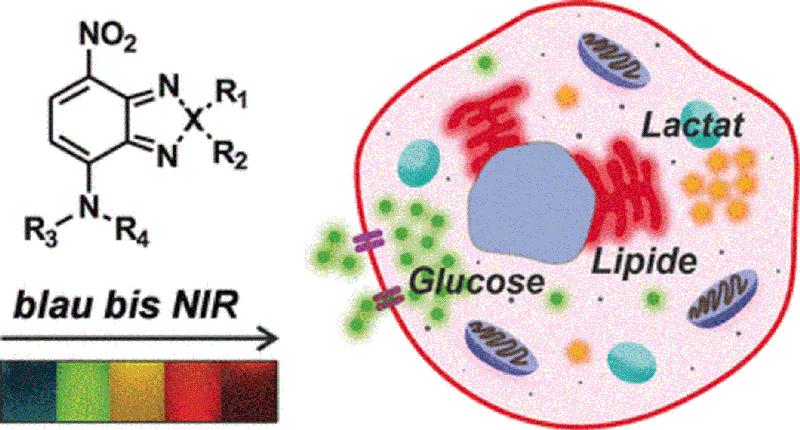 Die Fluoreszenzfarbstoffe emittieren Licht im sichtbaren bis nahen Infrarotbereich und können leicht an gängige Metaboliten gebunden werden