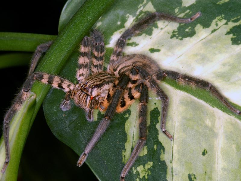 The wandering spider Cupiennius salei from Central America has a legspan of approx. ten centimeters.