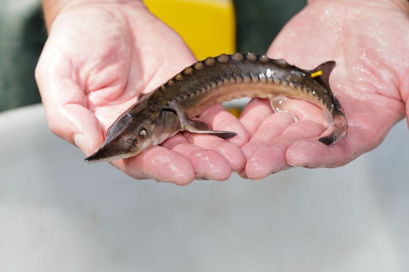 Fit for freedom, a little sturgeon is going to be released. 