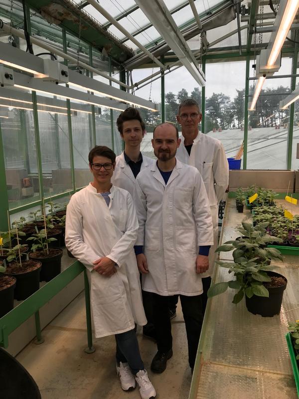 Biochemiker der FAU haben herausgefunden, warum Kartoffeln ab einer bestimmten Temperatur kaum oder keine Knollen mehr bilden - und sogar Pflanzen erzeugt, die der Hitze trotzen.