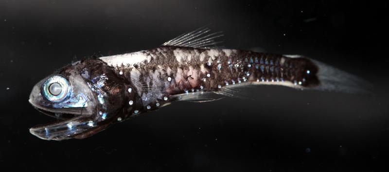 The lanternfish has bioluminescent organs and an increased number of rhodopsin genes.