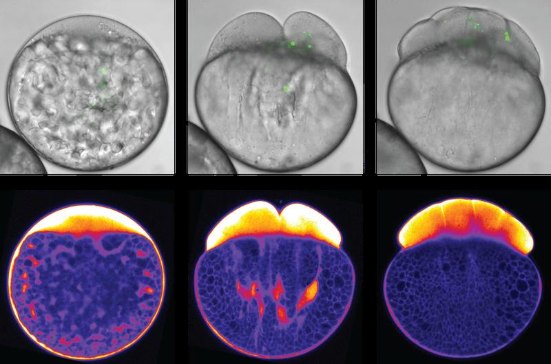 Während die Zellteilung in der Zebrafisch-Eizelle einsetzt, entmischen sich Cytoplasma und Dottergranulate. Obere Bildreihe: Hellfeldaufnahmen der Entwicklung des Zebrafisch-Embryos
