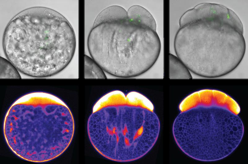 As the zebrafish egg cell starts to divide, cytoplasm and yolk granules are segregated.  Top: Bright-field images of the developing zebrafish embryo injected with green micron-sized polystyrene beads