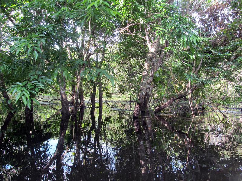 Amazonasgebiet Brasiliens: Gefluteter Auenregenwald am unregulierten Fluss Paranà do Mamori