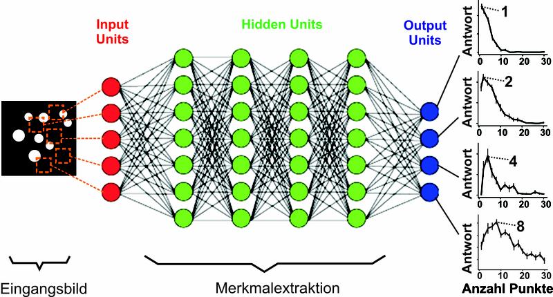 In einem ‚deep-learning’-Netzwerk, das lediglich auf die Zuordnung von Fotos trainiert wurde, bilden sich spontan künstliche Neuronen heraus, die auf verschiedene Lieblingszahlen abgestimmt sind.