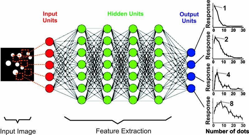 In this deep-learning neural network - trained only via the correct assignment of photos - artificial neurons formed spontaneously which were attuned to various preferred numbers.