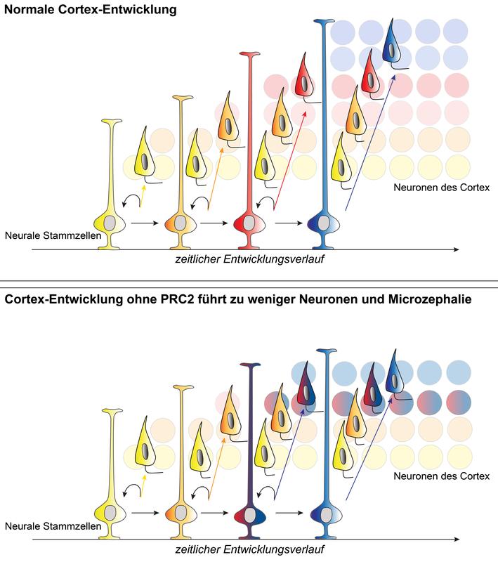 Reguläre Neocortex-Entwicklung mit PRC2 (oben) vs. gestörte Entwicklung ohne PRC2 (unten). Farben stehen für unterschiedliche Reifestadien der Stammzellen bzw. Entstehungszeitpunkte der Neuronentypen