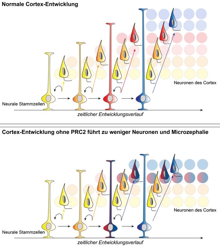 Reguläre Neocortex-Entwicklung mit PRC2 (oben) vs. gestörte Entwicklung ohne PRC2 (unten). Farben stehen für unterschiedliche Reifestadien der Stammzellen bzw. Entstehungszeitpunkte der Neuronentypen
