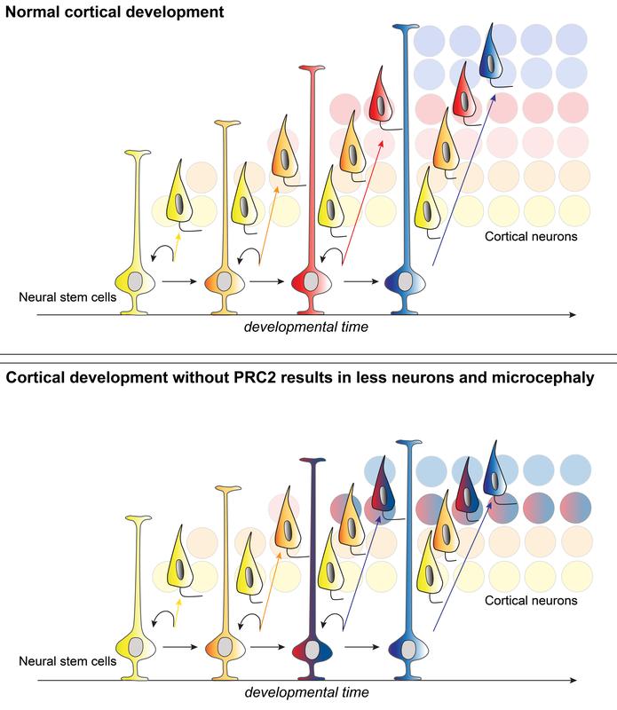 Normal cortical development with PRC2 (top) vs. irregular cortical development without PRC2 (bottom). Colors stand for different maturation stages of cortical stem cells and different types of neurons