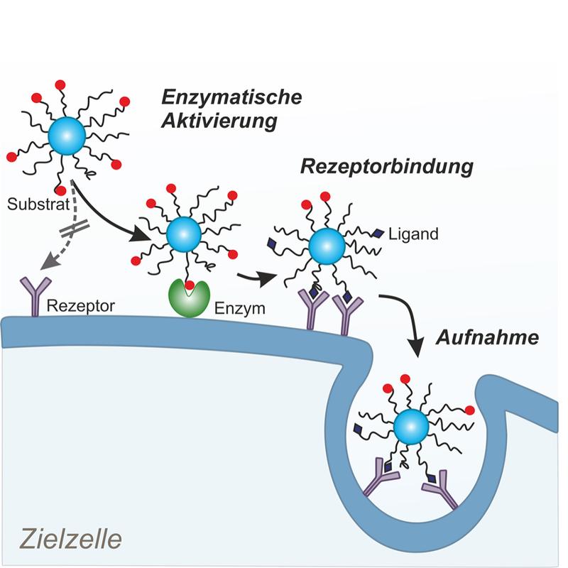 Virusmimetische Erkennung von Zielzellen durch Nanopartikel.