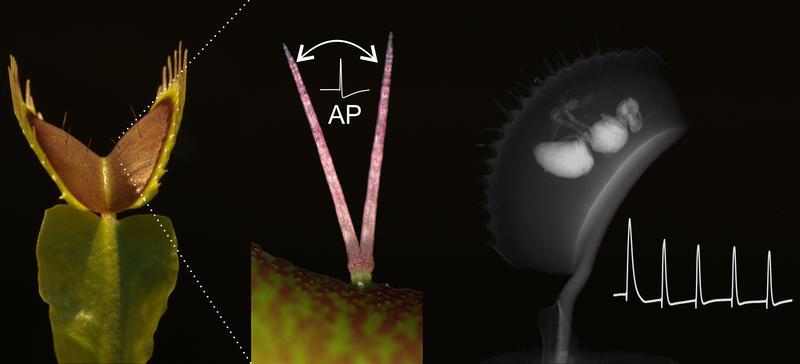 Beim Fangen und Verdauen ihrer Beute zählt die Venusfliegenfalle immer wieder elektrische Signale (AP, Aktionspotentiale). Diese Vorgänge werden an der Uni Würzburg erforscht. 