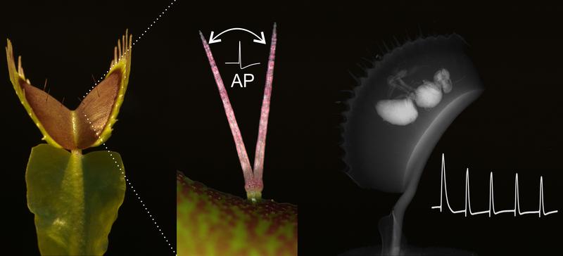 When catching and digesting its prey, the Venus flytrap repeatedly counts the number of electrical signals (AP, action potentials). These processes are being investigated at Würzburg.