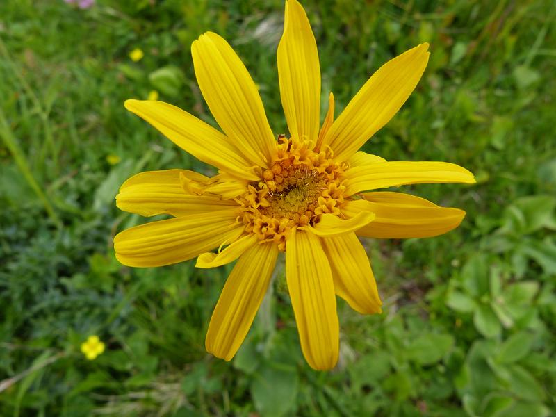 Die Heilpflanze Arnika (Arnica montana) ist in Norddeutschland bereits fast ausgestorben. 