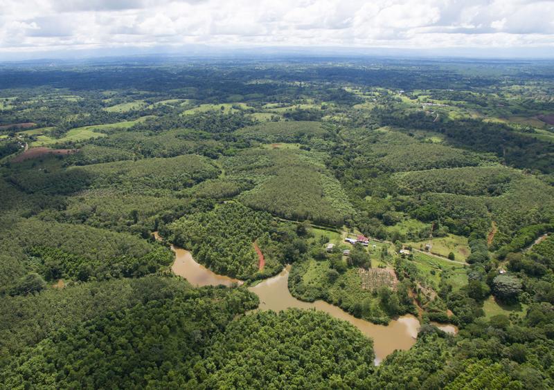 Erfolgreiche Wiederaufforstung: 2008 begannen die Baumpflanzungen auf der Finca San Rafael. Bereits acht Jahre später, im Jahr 2016, zeigt sich der Mischwald mit geschlossenem Kronendach.