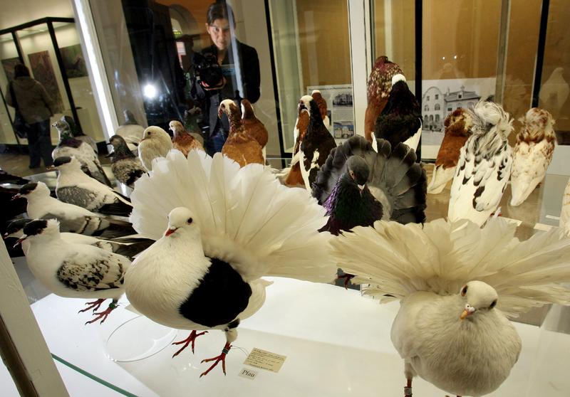 Tauben dienten Charles Darwin dazu, die Evolution anschaulich zu erklären. Ernst Haeckel wiederum verbreitete die Ideen Darwins vor allem im deutschsprachigen Raum. 
