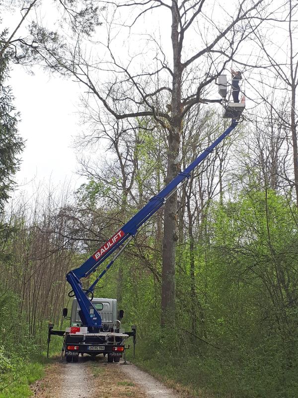 In Höhen von bis zu 20 Metern entnimmt Anna Eisen von einer mobilen Arbeitsbühne aus Proben im Neuburger Auwald.