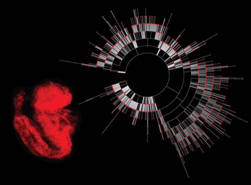 Rot fluoreszierender Reporter-Maus-Embryo im Alter von 8,5 Tagen mit einem repräsentativen Abstammungsbaum.