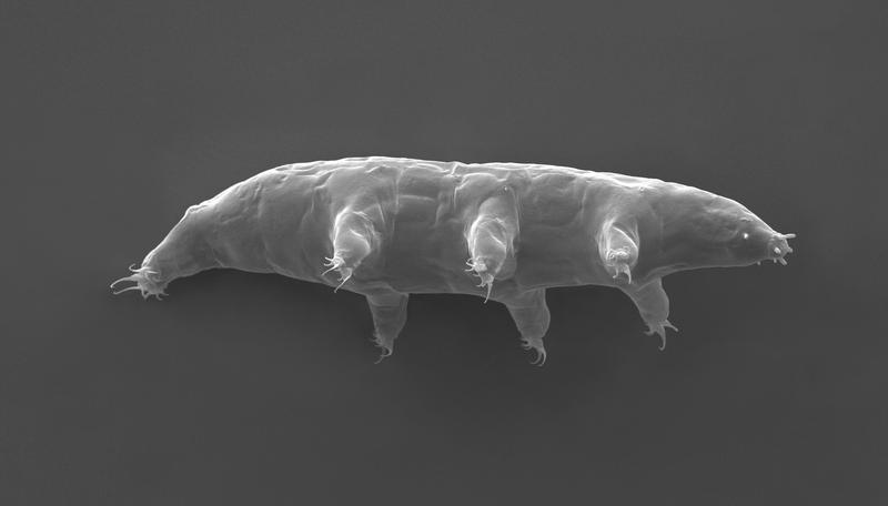 Rasterelektronen-Aufnahme des Bärtierchens Milnesium inceptum