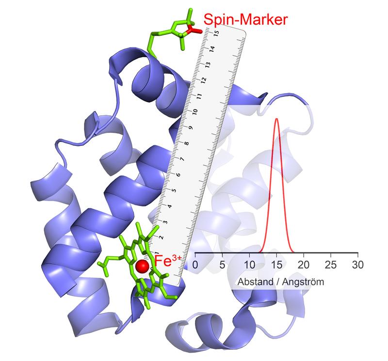 The Fe3+ ion in the catalytic center behaves like a magnet: If it changes its polarity, this causes an echo in the magnetic marker, from which the distance can be calculated. 