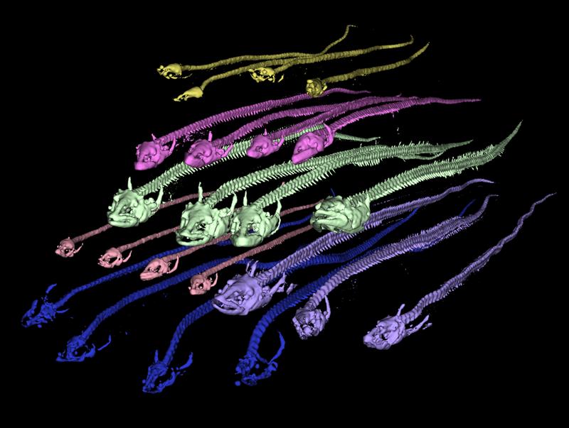 Computed tomography scans of female and male eels in differently coloured maturation stages displaying successive loss of bone structure along progressing maturation. 