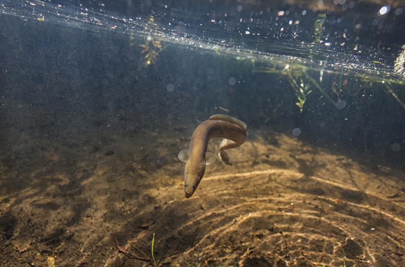 Underwater picture of a swimming, yellow-stage European eel. 