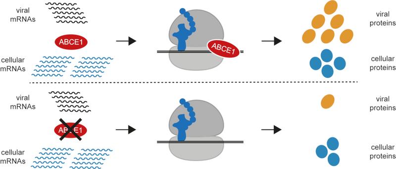 Das Protein ABCE1 ist für die Vermehrung von Masern-, Mumps- und HRSV-Viren erforderlich. Fehlt es, können sich die Viren kaum mehr vermehren.