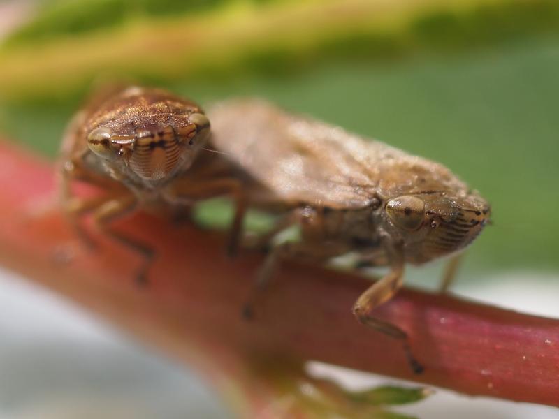 Die Bestände der eigentlich sehr häufigen Wiesenschaumzikade (Philaenus spumarius) sind laut der Studie zurückgegangen.