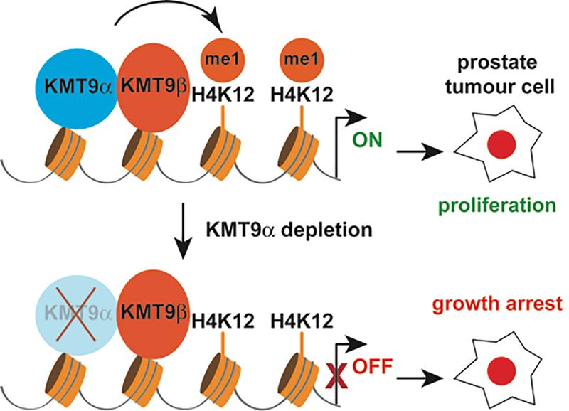 Die Histon-Methyltransferase KMT9 besteht aus zwei Einheiten. Wird die Bildung einer Einheit blockiert, findet keine Histon-Methylierung statt und die Tumorzelle wächst nicht weiter.