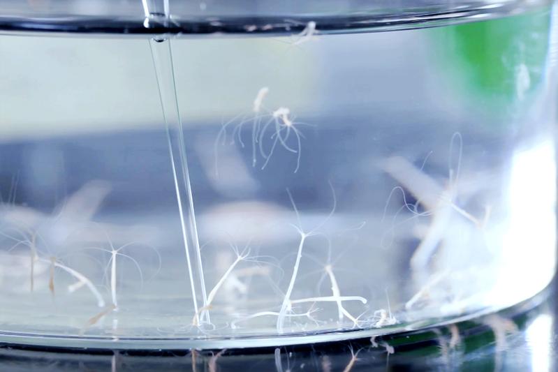 The fresh water polyp Hydra as a model system shows possible links between overfed microbes and the development of disease.