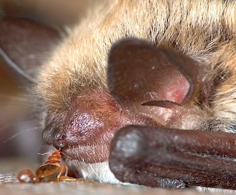 Die meisten Bettwanzenarten nutzen Fledermäuse als ihre Wirte. Hier ist eine nordamerikanische Art zu sehen, die Blut aus der Nase einer Fledermaus saugt.