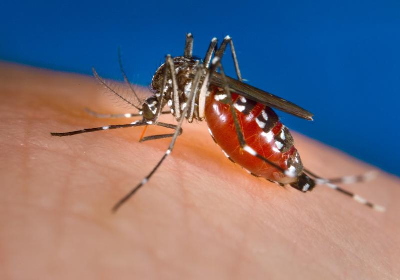 Stechmücken können verschiedene Viruserkrankungen übertragen