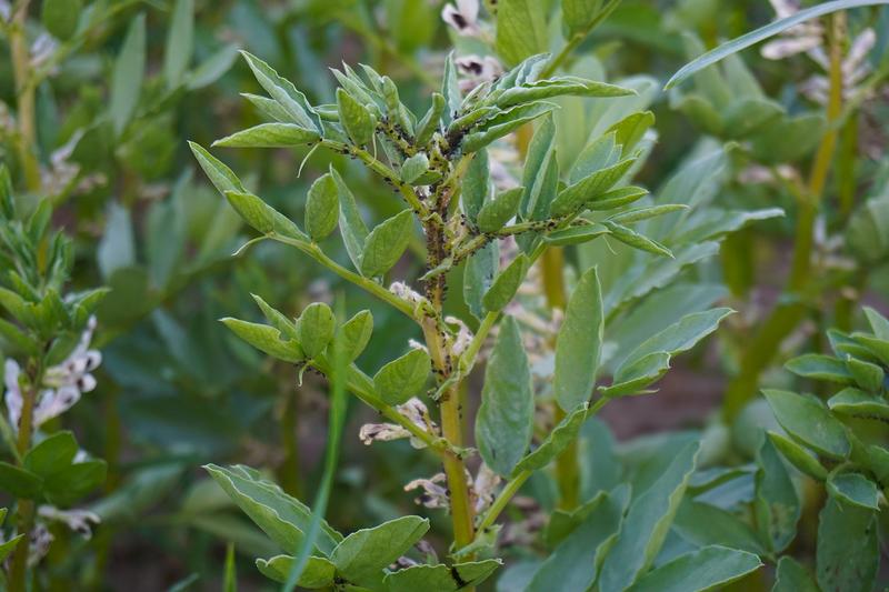 Aphid infestation on a field bean plant can cause considerable damage to the affected plants. Instead of pesticides, beneficial insects can be more effectively used to fight infestations. 