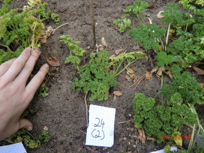 Infected parsley plant