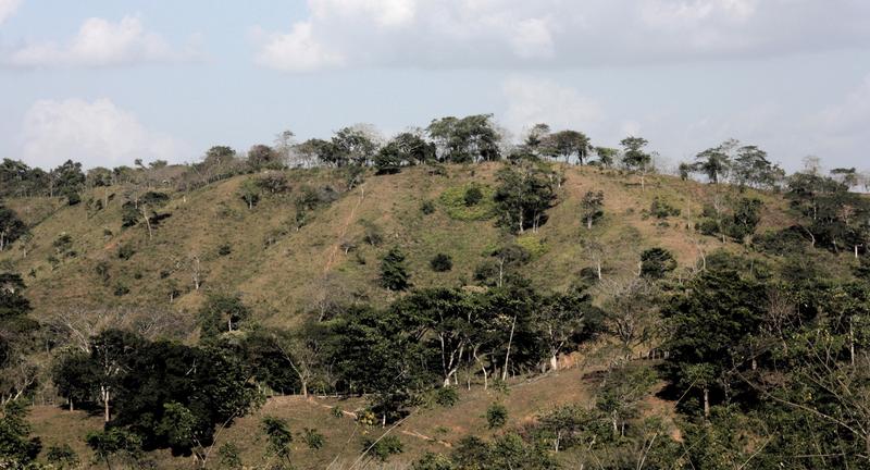 Viehweiden mit isolierten Bäumen im Zentrum Panamas. Auf diesen verlassenen Weiden beginnen sich die tropischen Wälder zu regenerieren.