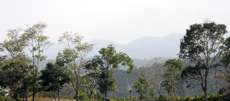 Eine vom Menschen dominierte Landschaft im Zentrum Panamas, die das Fortschreiten der Regeneration von Wäldern von Rinderweiden (Vordergrund) zu älteren Sekundärwäldern (Hintergrund) zeigt.