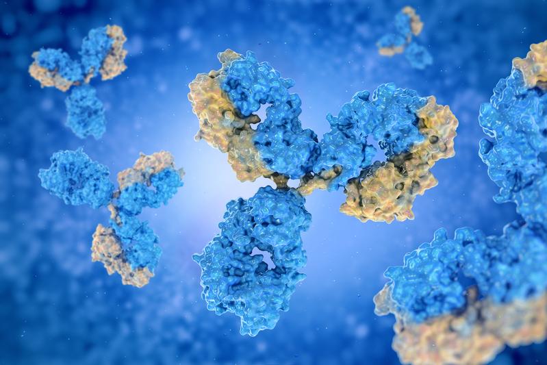 Schematische Darstellung des Adrenomedullin-Antikörpers