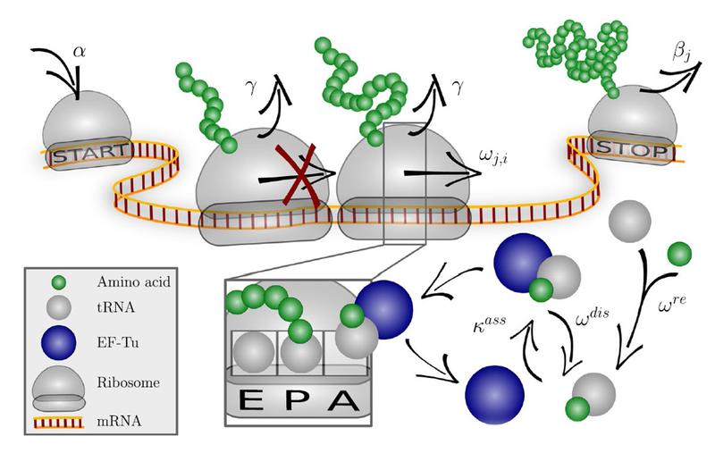 The codon-specific elongation model (COSEM) simulates protein synthesis. 