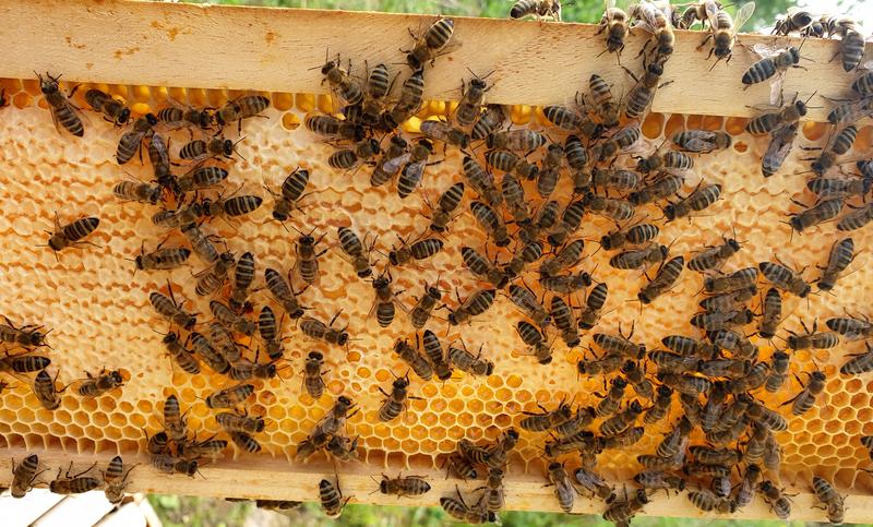 Bienen können in ihrem Bienenstock durch verschiedene Methoden gegen Parasiten kämpfen