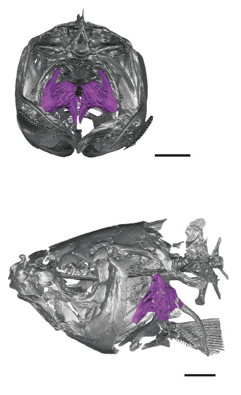 Anatomische Position des Rachengebisses (in lila markiert) im Fischkörper (Capoeta sevangi); hintere und seitliche Ansichten des Schädels. Die Maßstäbe entsprechen 1cm.