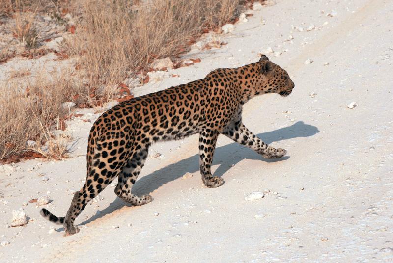 The difference in size between a predator – like this leopard – and its prey is the decisive factor for Ulrich Brose’s method.