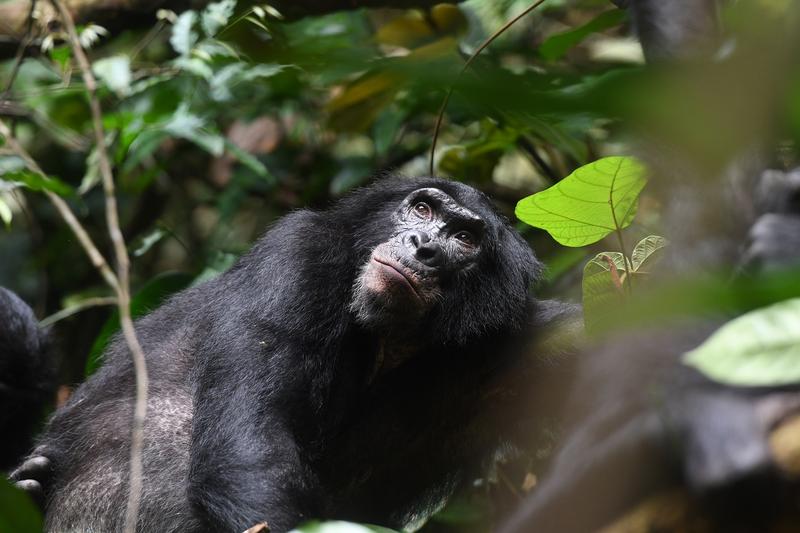Erwachsener männlicher Bonobo, Kokolopori Bonobo Reserve, Demokratische Republik Kongo. 