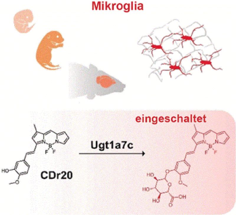 Mit der Fluoreszenzsonde können Zellen des Typs Mikroglia direkt markiert und durch Bildgebung sichtbar gemacht werden.