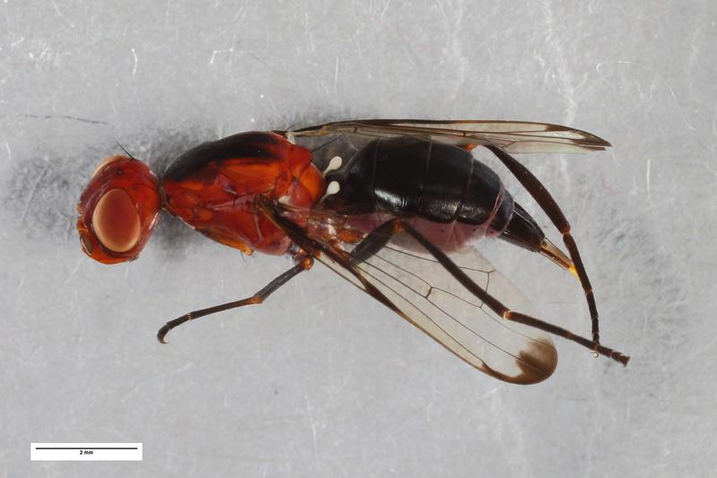 Exemplar von Cephalia rufipes aus der Gruppe der Schmuckfliegen, das im Rahmen des „German Barcode of Life“ Projekts genetisch erfasst wurde.