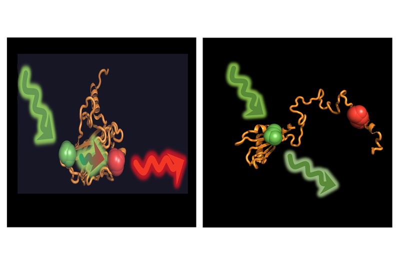 In the folded state of the protein p53, donor and acceptor  are close enough for an energy transfer (left). In the unfolded state, induced by chaperones, they are too far apart. 