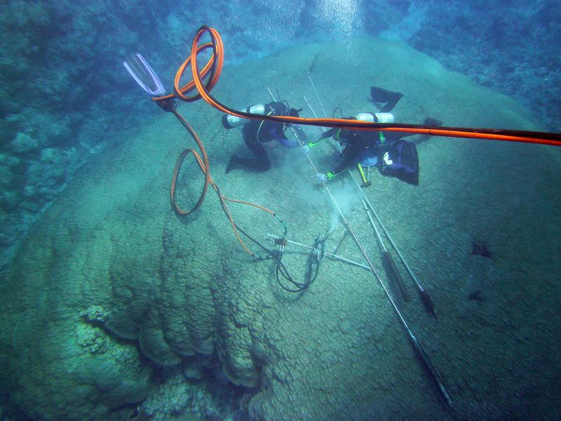 Forscher entnehmen einer Steinkoralle der Gattung Porites im Riff vor Amerikanisch-Samoa einen Bohrkern. Zum Schutz der Koralle wird das Bohrloch anschließend mit Zement aufgefüllt.