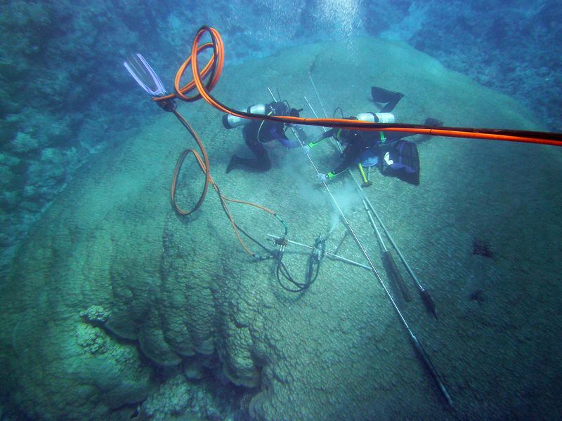 Researchers take a drill core from a hard coral of the genus Porites in the reef off American Samoa. To protect the coral, the borehole is then filled with cement.