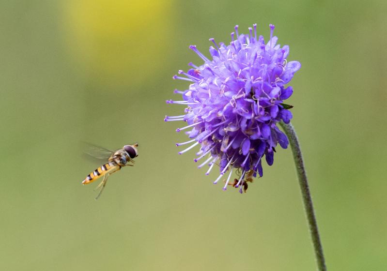 Fluginsekt und Acker-Witwenblume