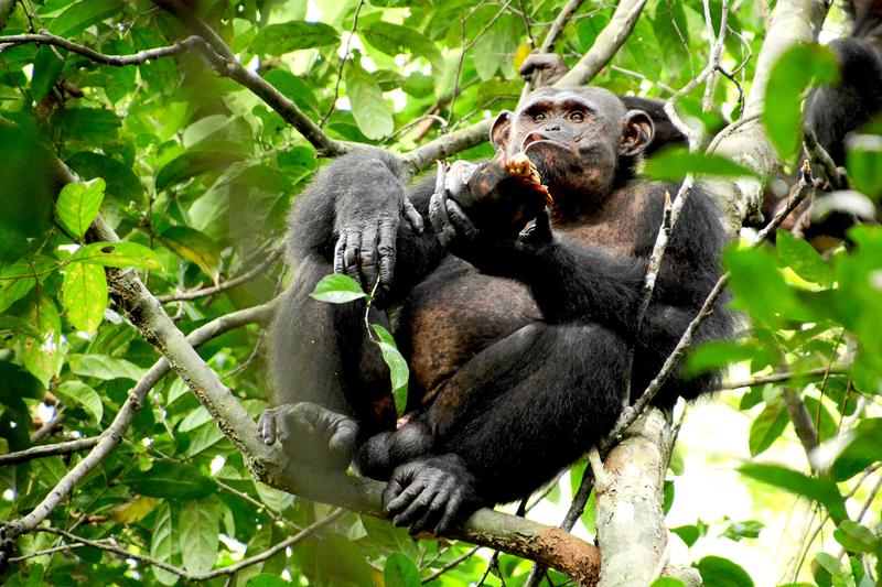 Schimpanse im Loango Nationalpark in Gabun beim Verzehr einer Schildkröte.