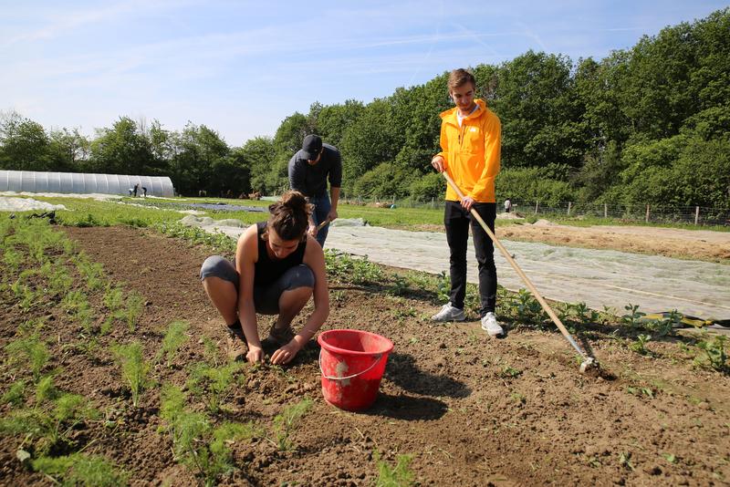 UW/H-Studierende beim Gemüseanbau